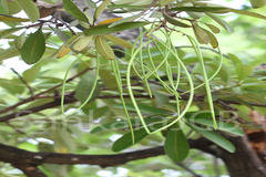 Alstonia scholaris